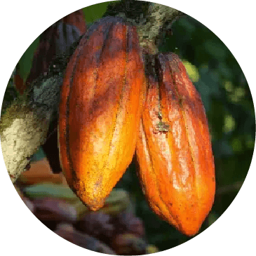 cacao