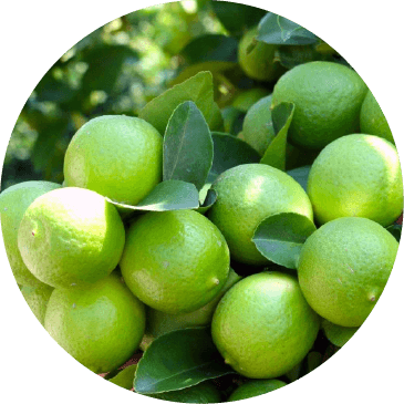 limon