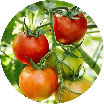 tomate